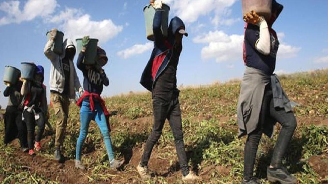 İşçi ölümlerinin yüzde 12’si mevsimlik tarımda yaşanıyor