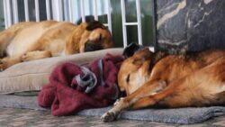 Tarım ve Orman Müdürlüğü’nden açıklama; Ankara’ya getirilen hastalıklı köpeklerin akıbeti ne oldu?