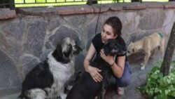 AKP sokak köpekleri teklifini Meclis’e sunacak: “Uyutma”ya sınırlama getiriliyor, sokağa terk edene ceza artırılıyor