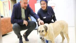 Buca Belediye Başkanı Duman’dan saldırıya uğrayan can dostuna ziyaret: Sağlığına kavuşması için her şeyi yapmaya hazırız