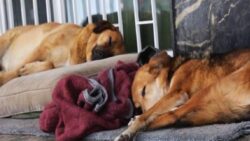 İmzaya açıldı: İşte AKP’nin “uyutma” adı altında sokak köpeklerinin öldürülmesinin önünü açan yasa teklifinin son hali