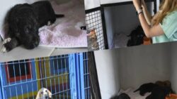 Kuşadası Belediyesi’nin orman yangınından kurtardığı can dostların tedavisi sürüyor
