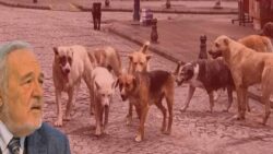 Prof. Dr. İlber Ortaylı anlattı: Atatürk döneminde sokak köpekleri sorunu için hangi tedbirler alındı?