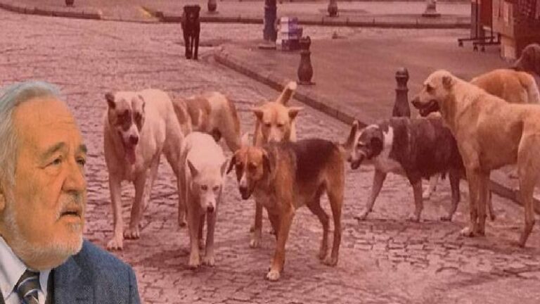 Prof. Dr. İlber Ortaylı anlattı: Atatürk döneminde sokak köpekleri sorunu için hangi tedbirler alındı?