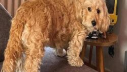 Ankara’da sahipli köpek barınağa yollanmak istedi: “Sofya’yı ölüme yollamayın”