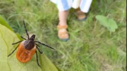 Lyme alarmı: Keneden bulanıyor, 300 hastalığı tetikliyor!