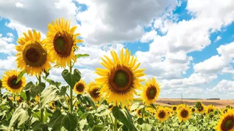 Trakya Birlik ayçiçeği ön alım fiyatlarını açıkladı; üretici tepki gösterdi: Utanılır bir rakam!