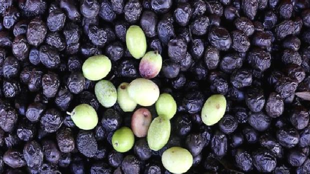 Türkiye’den 116 ülkeye sofralık zeytin ihracatı