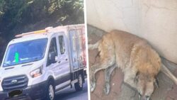Ümraniye Belediyesi sokak köpeklerini bayıltıcı iğneyle vurarak toplamak istedi, vatandaşlar tepki gösterdi