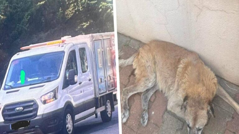 Ümraniye Belediyesi sokak köpeklerini bayıltıcı iğneyle vurarak toplamak istedi, vatandaşlar tepki gösterdi