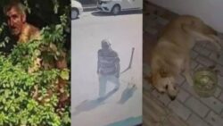 Emsal niteliğinde: Köpeğe cinsel istismar davasına belediye müdahil oldu, zanlının tutuklu yargılanmasına karar verildi