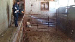 Köylerde “mavi dil” hastalığı alarmı