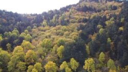 Resmi Gazete’de yayımlandı; devlet ormanları turizm amaçlı tahsis edilebilecek