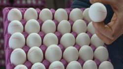 Yumurtaya yeni düzenleme: Son tüketim” yerine “tavsiye edilen” tarih geliyor