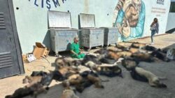 Gebze Belediye Başkanı’ndan “hayvan katliamı” açıklaması: Görüntüleri seyrettim, ben de çok üzüldüm