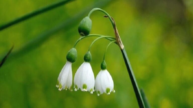 İhracatı yasak ve kotaya tabi doğal çiçek soğanları belli oldu