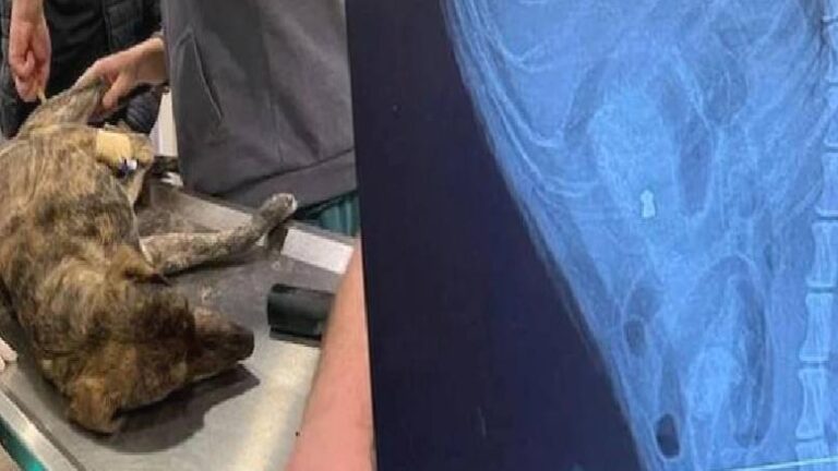 Muğla’da vahşet: Köpeğin anüsüne tüfek sokarak öldürmüşler!