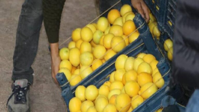 Dubai’ye gönderilen tonlarca limon geri çevrildi ve imha edildi