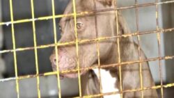 Patisi tetiğe takılan köpek sahibini vurdu