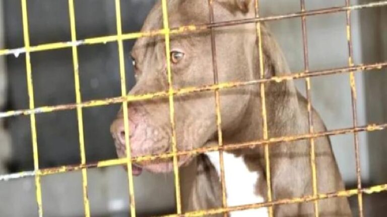 Patisi tetiğe takılan köpek sahibini vurdu