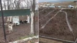 Edirne’de sokak hayvanları için 72 dönümlük ‘doğal yaşam alanı’ oluşturuluyor