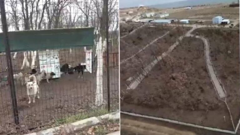 Edirne’de sokak hayvanları için 72 dönümlük ‘doğal yaşam alanı’ oluşturuluyor