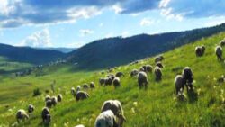 Mera alanlarının tahsis amacının değiştirilmesi düzenlemesi