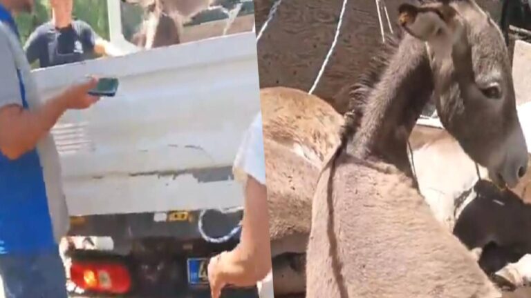 Valilik talimat verdi, Datça’da eşekler toplatılıyor; hayvanseverlerden yol kapatmalı protesto