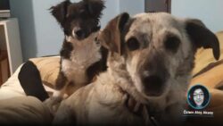 2 köpeği tabancayla vurup birinin ölümüne neden olan sanığa 2 yıl 6 ay hapis cezası