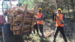 Orman-İş Sendikası: TİS görüşmesi 15-20 güne kadar bitmezse grev kararı almak durumundayız