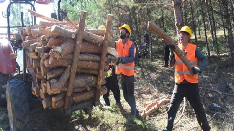 Orman-İş Sendikası: TİS görüşmesi 15-20 güne kadar bitmezse grev kararı almak durumundayız