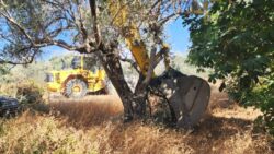 YRP’li Aydal’dan zeytinliklerle ilgili düzenlemeye tepki: Bu kanuna imza atanların ömürleri boyunca sırtında kötü bir tabela asılı kalacak