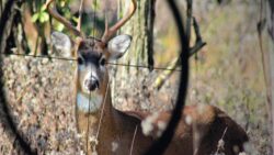 Av ihalesine tepki: Hayvanların yaşam hakkına fiyat biçiliyor