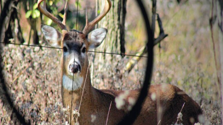Av ihalesine tepki: Hayvanların yaşam hakkına fiyat biçiliyor