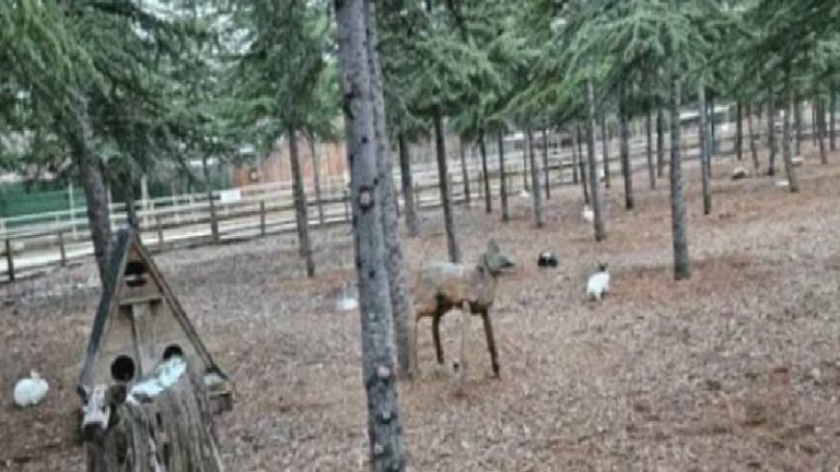 Hayvanat bahçesinden yırtıcıları beslemek için evcil hayvan bağışı çağrısı