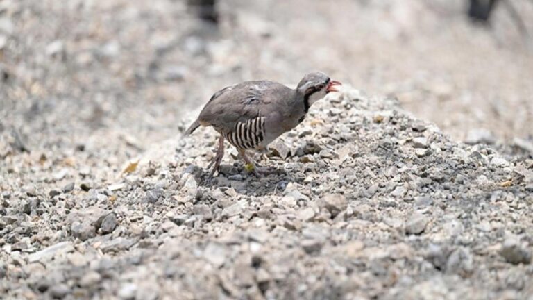 90 kınalı keklik doğaya salındı