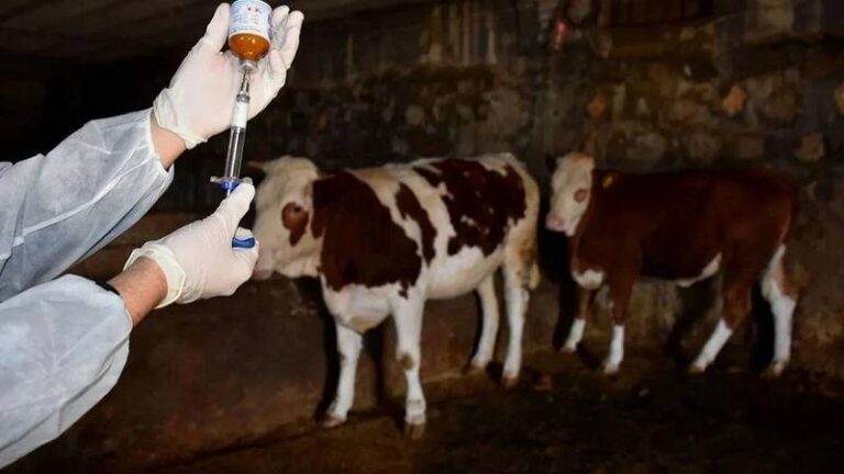 Şap vakaları arttı, “aşı hatası” iddiaları cevapsız bırakıldı