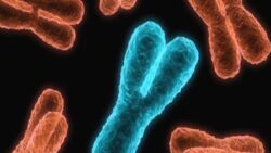 Evrimsel biyolog Graves: Erkek cinsiyetini belirleyen Y kromozomu yok oluyor