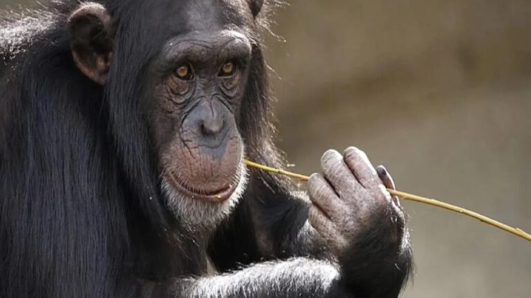 Araştırma: Maymunlar da hayal gücünü kullanarak ‘evcilik’ oynayabiliyor