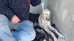 Evden kaçan çipli köpek, barınağa götürülmüş: Enfeksiyon kaptı, sahibi suç duyurusunda bulunacak