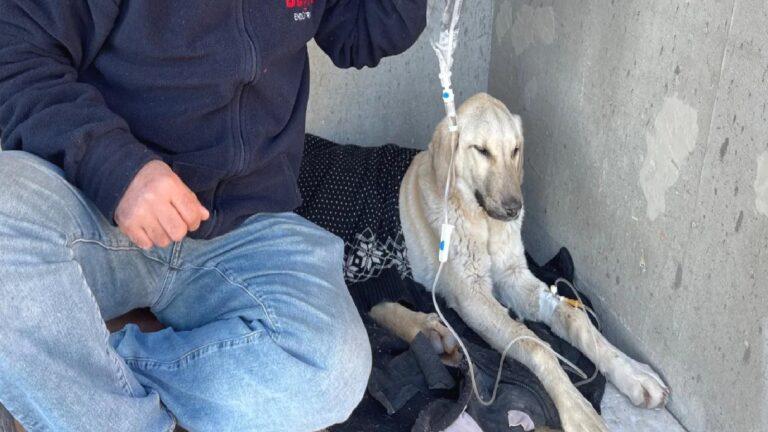 Evden kaçan çipli köpek, barınağa götürülmüş: Enfeksiyon kaptı, sahibi suç duyurusunda bulunacak