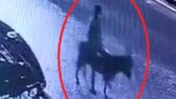 Forkliftle kuyumcu soyup eşekle kaçmıştı, ifadesi ortaya çıktı: Eşeği ahıra bağlayıp altınları samanlığa sakladım