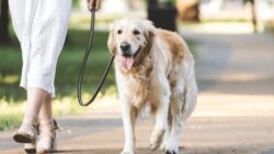 Araştırma: Köpek sahipleri her gün 20 dakika daha uzun yürüyor; yılda 1 milyon ekstra adım atıyor