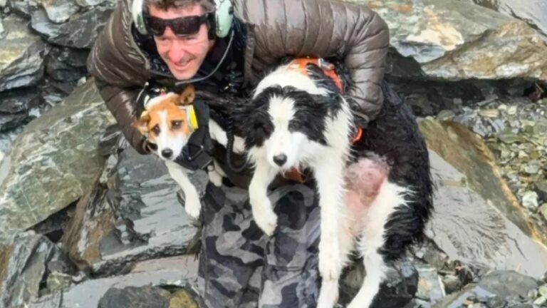 Dağ yürüyüşünde sahibini kaybetmişti: Bir hafta boyunca aynı noktada bekleyen köpek helikopterle kurtarıldı