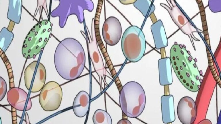 Hücreler arasındaki sessiz okyanus: Uzun yaşamın sırrı ECM mi?