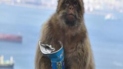 Turistlerin abur cuburlarından midesi bozulan maymunlar çamur yemeye başladı