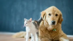 Turizm sektörüne patiler yön veriyor: Evcil hayvanlar, seyahat alışkanlıklarını nasıl değiştirdi?