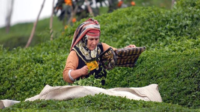 Çay üreticilerinden 35 liralık fiyata tepki: Girdi maliyetleri karşısında bu rakam üreticiyi kurtarmıyor