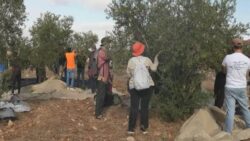 İsrail’den Batı Şeria’da ilhak adımları: 12 bin ağaç kesildi