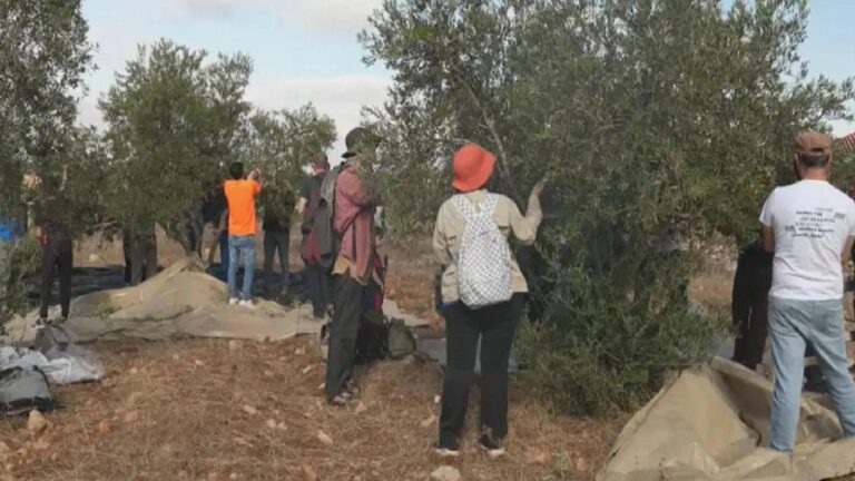İsrail’den Batı Şeria’da ilhak adımları: 12 bin ağaç kesildi